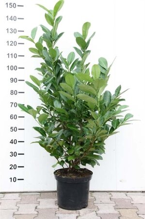 Prunus l. 'Rotundifolia' 100-125 cm met kluit - afbeelding 7