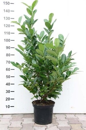 Prunus l. 'Rotundifolia' 100-125 cm met kluit - afbeelding 8