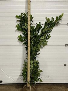 Prunus l. 'Rotundifolia' 150-175 cm met kluit - afbeelding 5