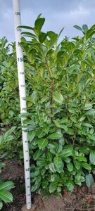Prunus l. 'Rotundifolia' 150-175 cm met kluit - afbeelding 3