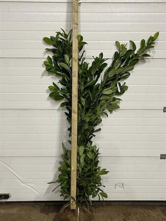 Prunus l. 'Rotundifolia' 150-175 cm met kluit - afbeelding 4