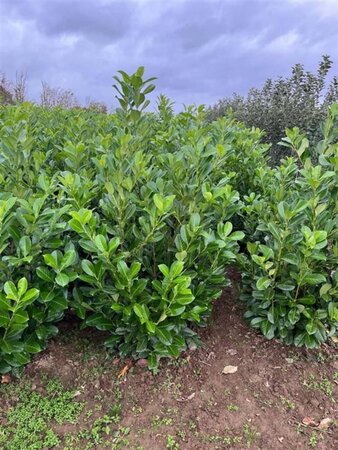 Prunus l. 'Rotundifolia' 150-175 cm RB - image 6