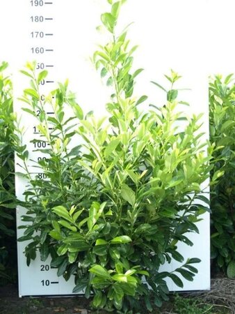 Prunus l. 'Rotundifolia' 150-175 cm RB - image 8
