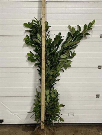 Prunus l. 'Rotundifolia' 150-175 cm RB - image 3