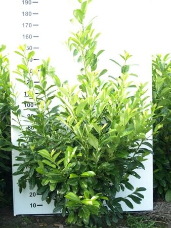Prunus l. 'Rotundifolia' 150-175 cm RB - image 7