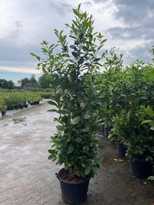 Prunus l. 'Rotundifolia' 200-250 cm cont. 45L - image 6