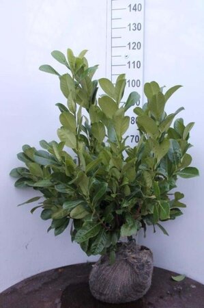 Prunus l. 'Rotundifolia' 80-100 cm met kluit - afbeelding 4