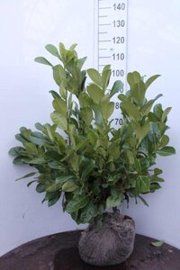 Prunus l. 'Rotundifolia' 80-100 cm met kluit - afbeelding 6