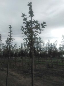 Prunus padus 'Tiefurt' 10-12 STA BR - image 1