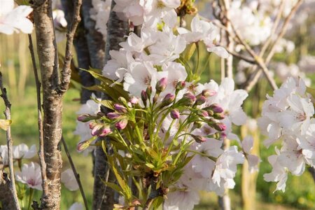 Prunus ser. 'Amanogawa' 125-150 cm BR 5 BR+ - image 7