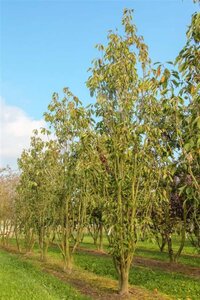 Prunus ser. 'Amanogawa' 125-150 cm BR 5 BR+ - image 4