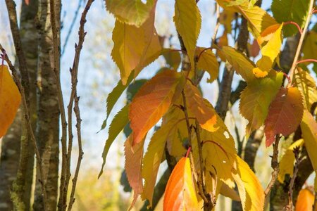 Prunus ser. 'Amanogawa' 175-200 cm BR 3 BR bushes - image 9