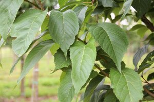 Prunus ser. 'Amanogawa' 175-200 cm BR 3 BR bushes - image 8