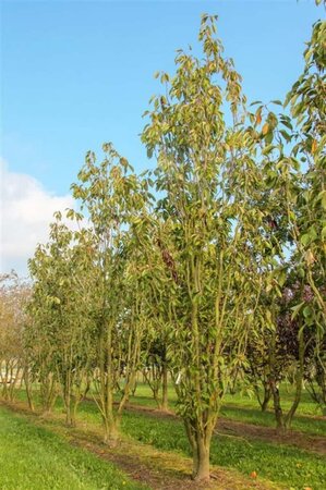Prunus ser. 'Amanogawa' 175-200 cm BR 3 BR bushes - image 4