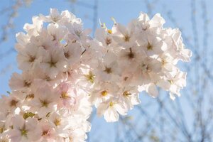 Prunus ser. 'Amanogawa' 175-200 cm BR 3 BR bushes - image 2