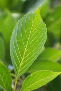 Prunus ser. 'Amanogawa' 175-200 cm BR 3 BR bushes - image 10