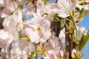 Prunus ser. 'Amanogawa' 200-250 cm BR 3 BR bushes - image 1