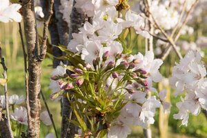 Prunus ser. 'Amanogawa' 200-250 cm BR 3 BR bushes - image 7