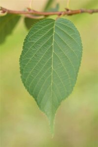 Prunus ser. 'Amanogawa' 200-250 cm BR 3 BR bushes - image 6