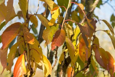 Prunus ser. 'Amanogawa' 200-250 cm BR 3 BR bushes - image 5