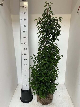 Prunus lusitanica 'Angustifolia' 125-150 cm RB - image 7