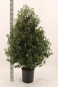 Prunus lusitanica 'Angustifolia' 125-150 cm RB - image 6