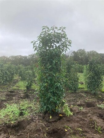 Prunus lusitanica 'Angustifolia' 150-175 cm met kluit - afbeelding 11