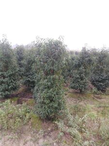 Prunus lusitanica 'Angustifolia' 150-175 cm met kluit - afbeelding 10