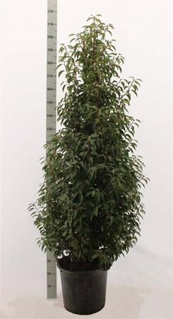 Prunus lusitanica 'Angustifolia' 150-175 cm met kluit - afbeelding 9