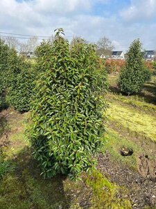 Prunus lusitanica 'Angustifolia' 150-175 cm met kluit - afbeelding 17