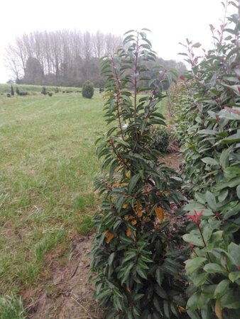 Prunus lusitanica 'Angustifolia' 150-175 cm met kluit - afbeelding 8