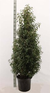 Prunus lusitanica 'Angustifolia' 150-175 cm RB - image 8