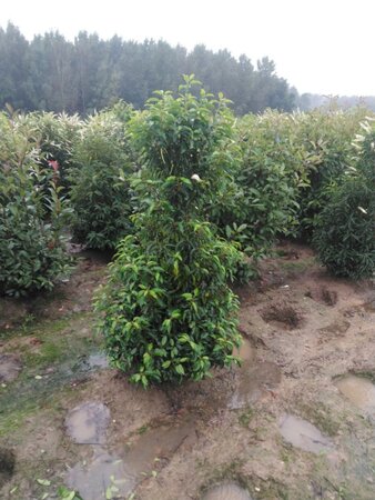 Prunus lusitanica 'Angustifolia' 150-175 cm RB - image 1