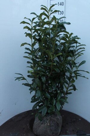 Prunus l. Genolia 100-125 cm RB - image 2