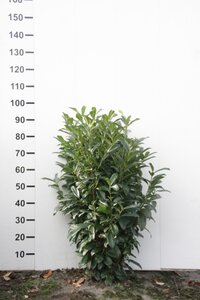 Prunus l. Genolia 80-100 cm RB - image 10