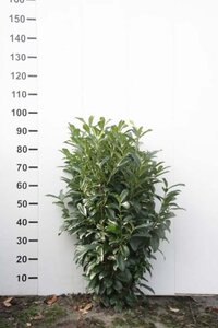 Prunus l. Genolia 80-100 cm RB - image 4
