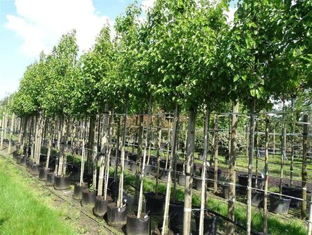 Pyrus calleryana 'Chanticleer' 10-12 Hoogstam container - afbeelding 3