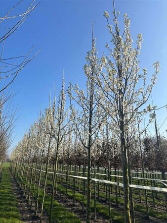 Pyrus calleryana 'Chanticleer' 10-12 Hoogstam container - afbeelding 4