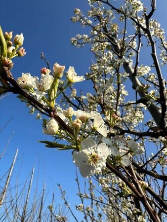 Pyrus calleryana 'Chanticleer' 10-12 Hoogstam container - afbeelding 5