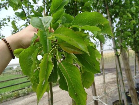 Pyrus calleryana 'Chanticleer' 10-12 Hoogstam container - afbeelding 6