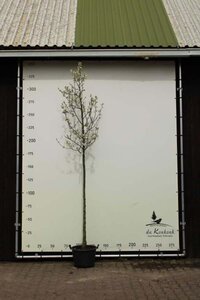 Pyrus calleryana 'Chanticleer' 10-12 Hoogstam container - afbeelding 1