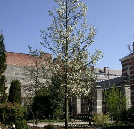 Pyrus calleryana 'Chanticleer' 10-12 Hoogstam container - afbeelding 2