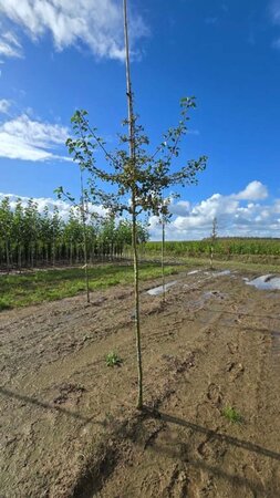 Pyrus communis=pyraster 6-8 Hoogstam wortelgoed - afbeelding 1