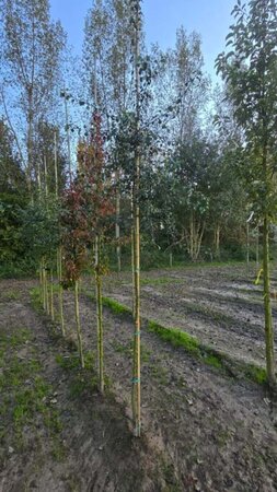 Pyrus communis=pyraster 6-8 Hoogstam wortelgoed - afbeelding 2