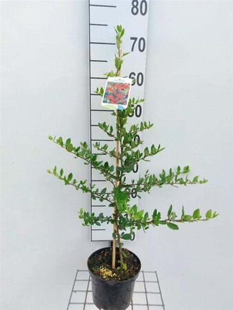 Pyracantha cocc. 'Red Column' 60-80 cm cont. 2,0L - afbeelding 3