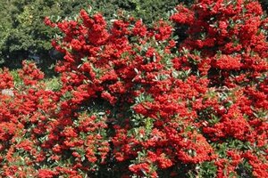 Pyracantha cocc. 'Red Column' 80-100 cm cont. 2,0L - afbeelding 2