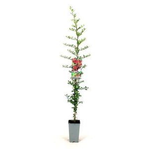 Pyracantha cocc. 'Red Column' 80-100 cm cont. 2,0L - afbeelding 4