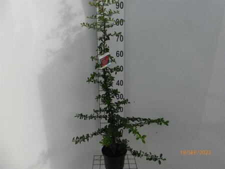 Pyracantha 'Orange Glow' 60-80 cm cont. 2,0L - afbeelding 4