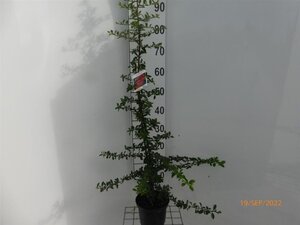 Pyracantha 'Orange Glow' 60-80 cm cont. 2,0L - afbeelding 4