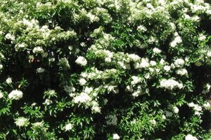 Pyracantha 'Orange Glow' 60-80 cm cont. 2,0L - afbeelding 3